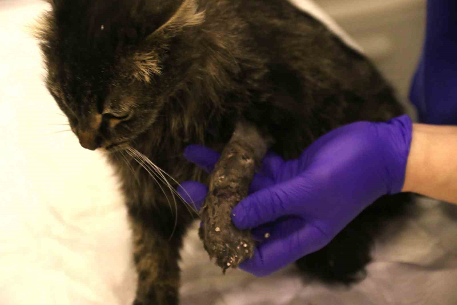 lastikle-patisi-baglanan-kedi-ayagini-kaybedebilir