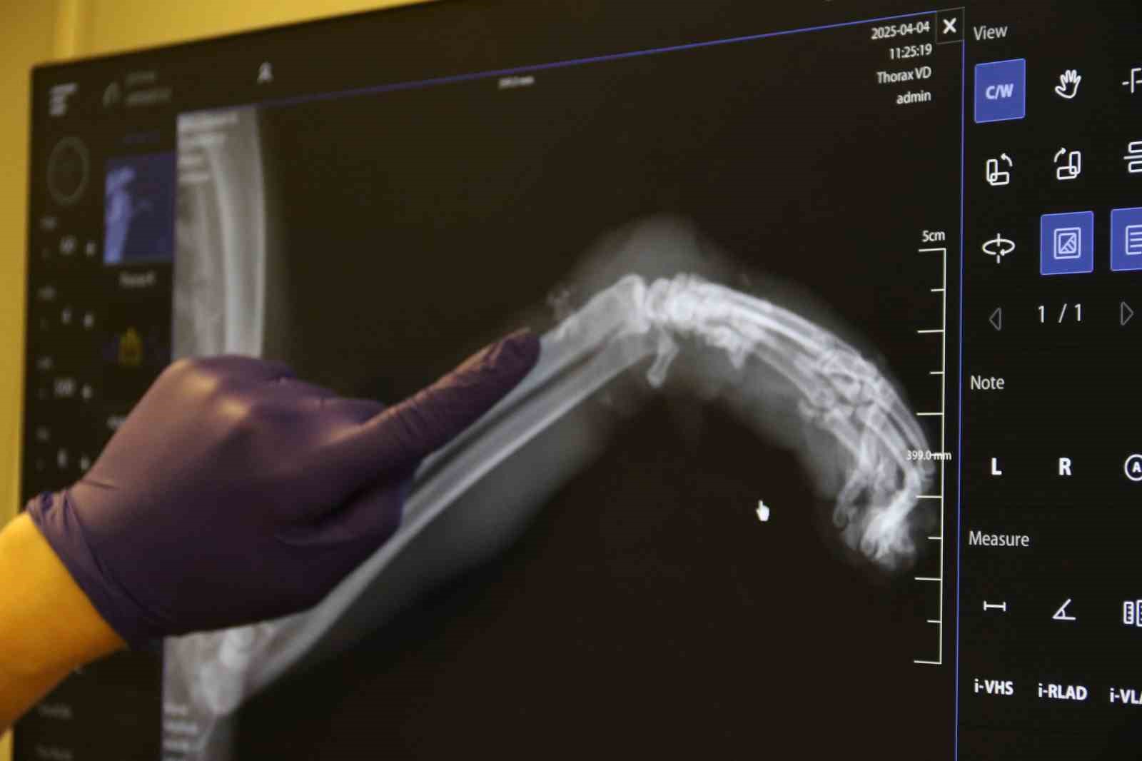 lastikle-patisi-baglanan-kedi-ayagini-kaybedebilir