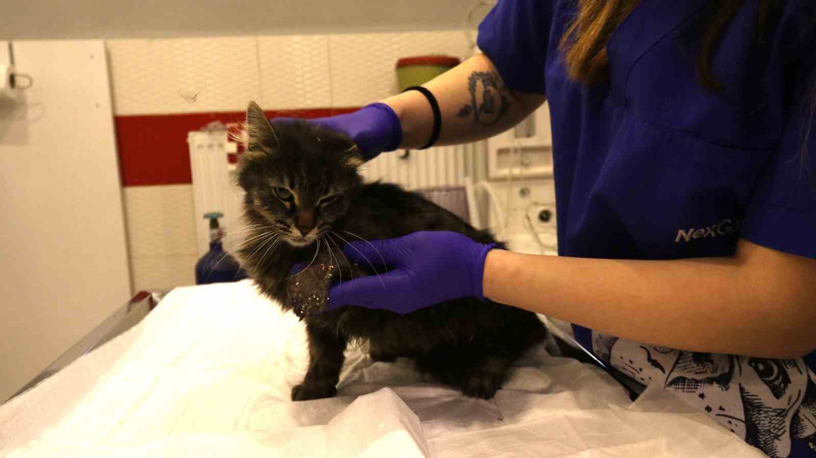 lastikle-patisi-baglanan-kedi-ayagini-kaybedebilir