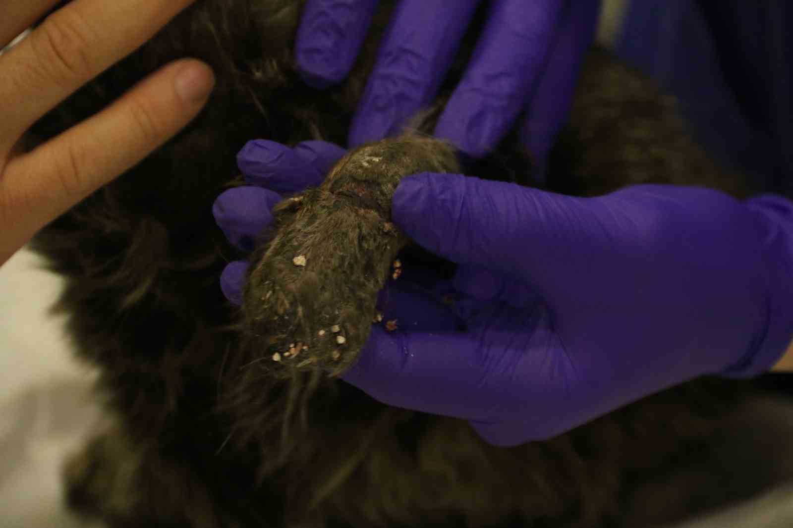 lastikle-patisi-baglanan-kedi-ayagini-kaybedebilir