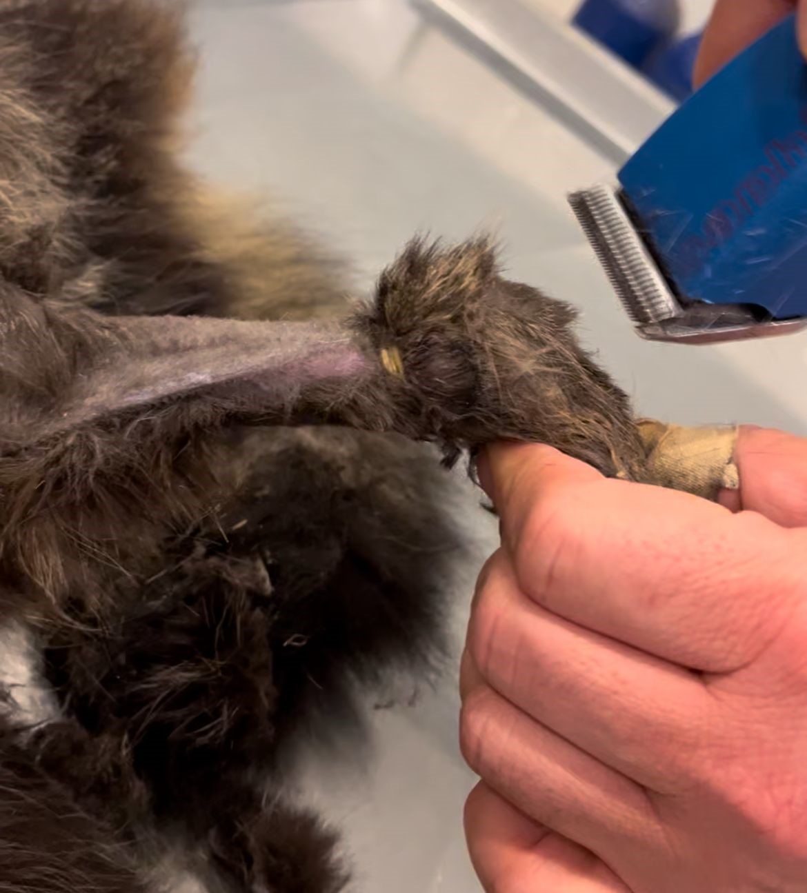 lastikle-patisi-baglanan-kedi-ayagini-kaybedebilir