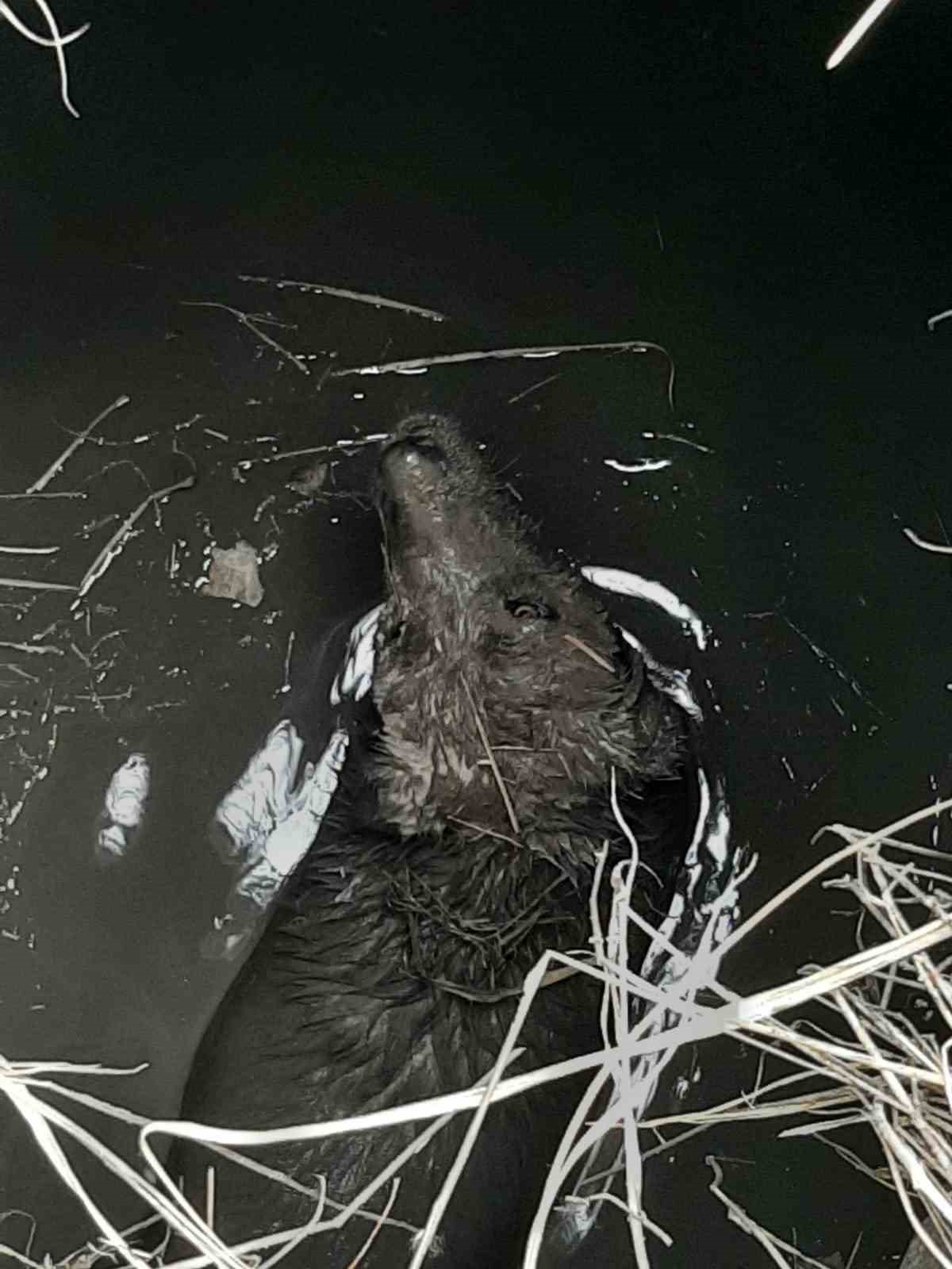 su-dolu-kuyuya-dusen-kopek-kurtarildi