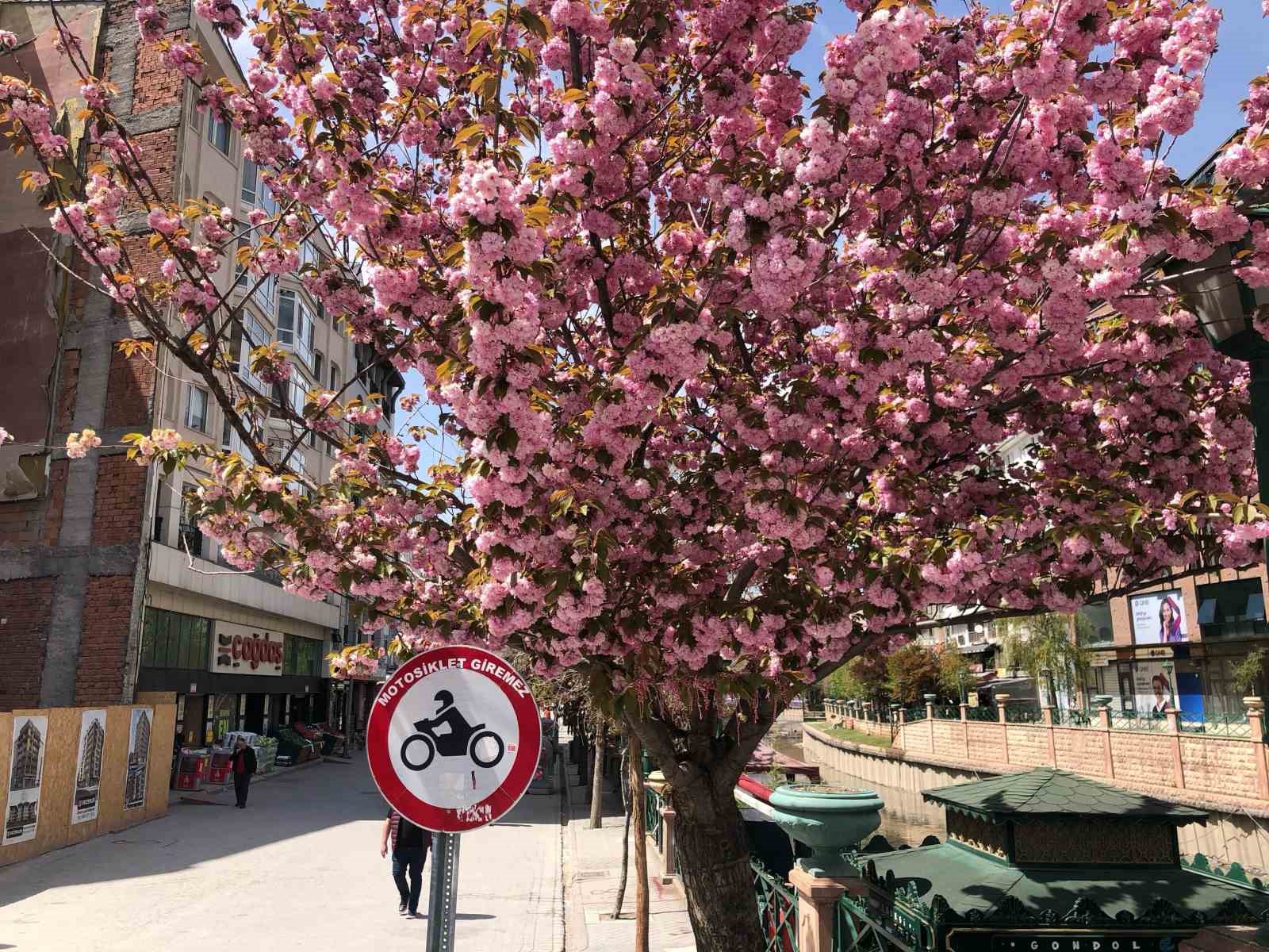 sus-erik-agacina-martenitsa-baglandi