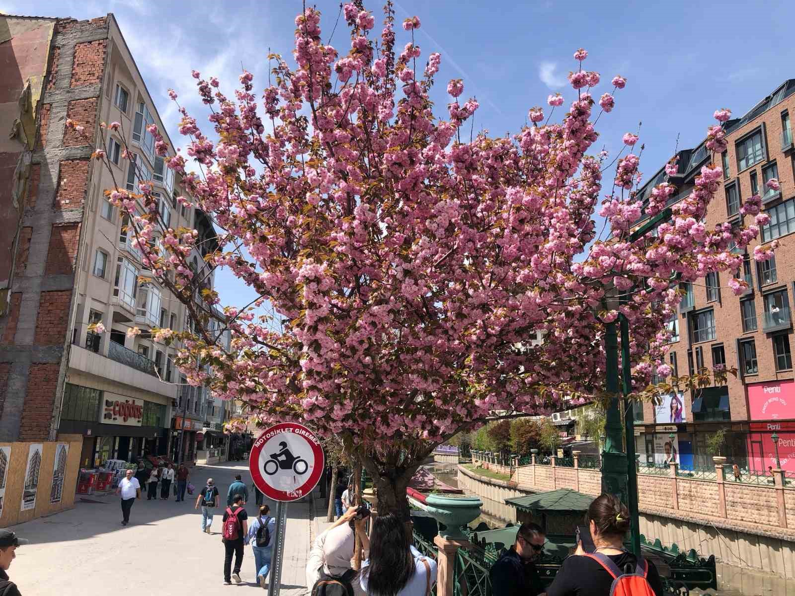 sus-erik-agacina-martenitsa-baglandi