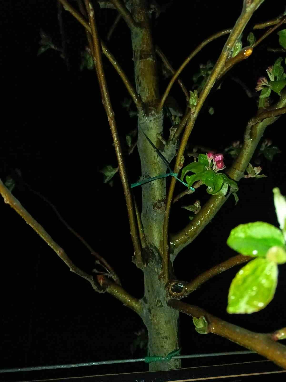 zirai-dona-karsi-gece-nobeti