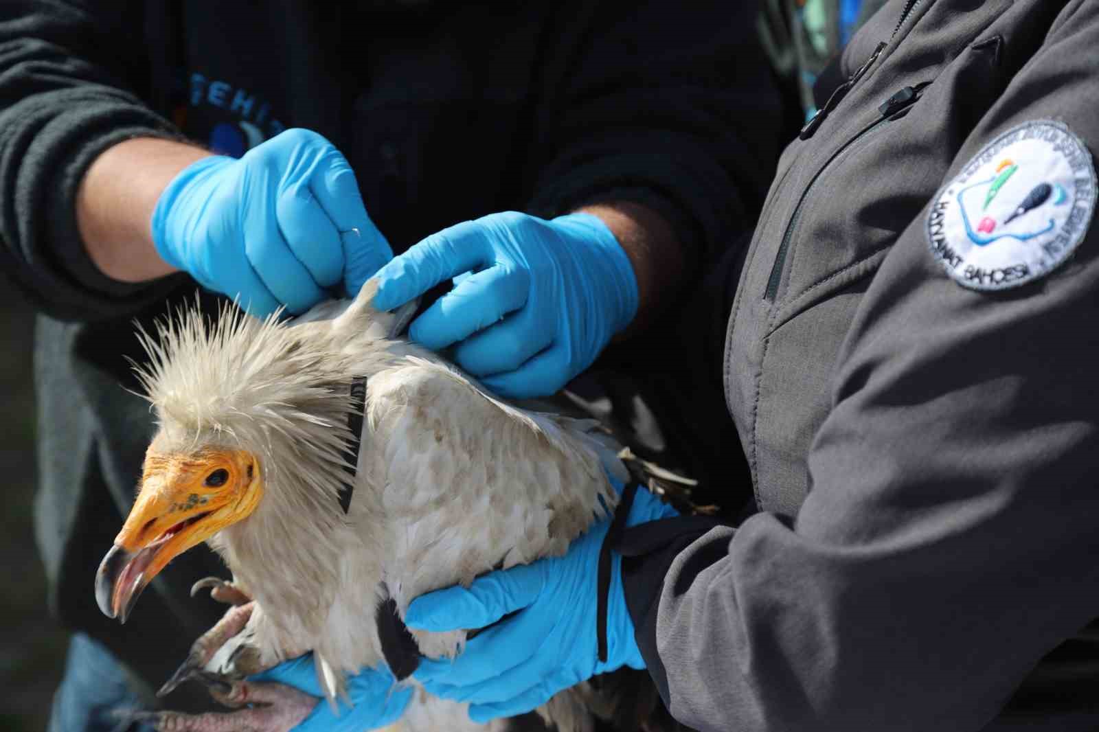 akbaba-midas-101-bin-kilometre-uctu