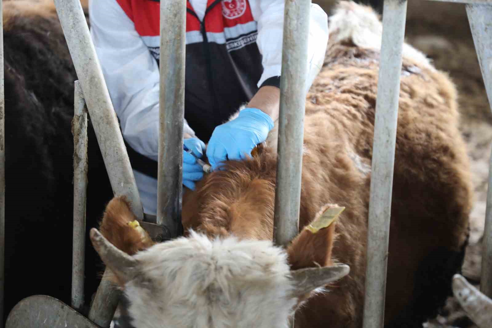 eskisehirde-sap-asilama-kampanyasi-yuzde-100-basariyla-tamamlandi