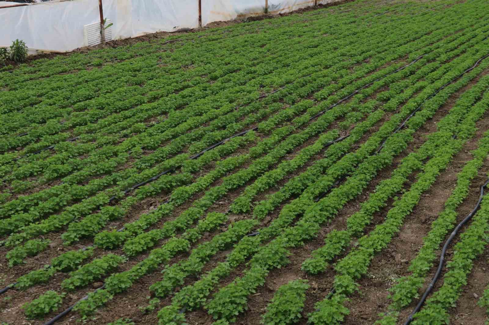 eskisehirde-yetersiz-yagislar-sebze-ve-meyve-fiyatlarini-olumsuz-etkiledi