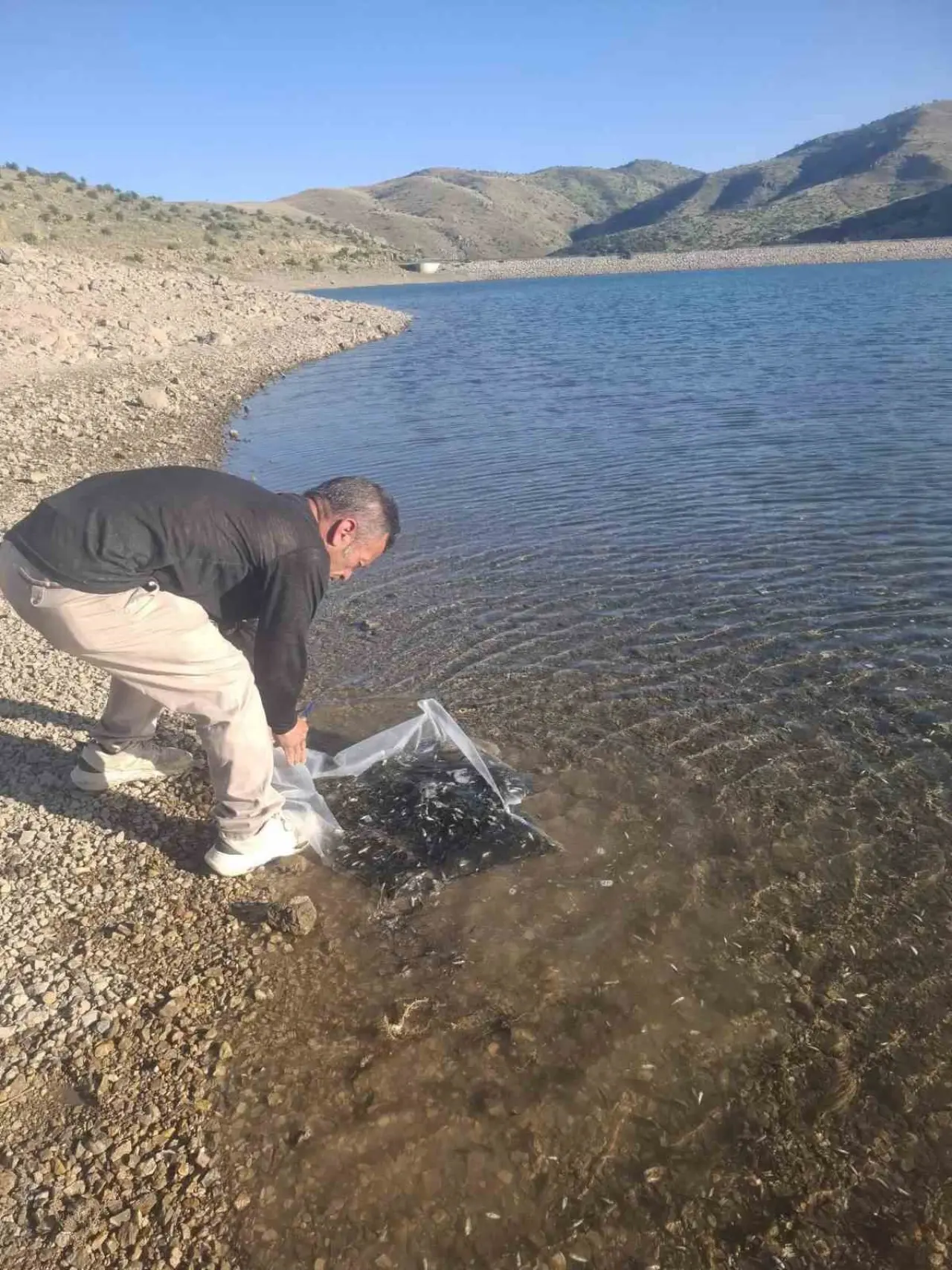 goletlere-85-bin-yavru-sazan-baligi-birakildi