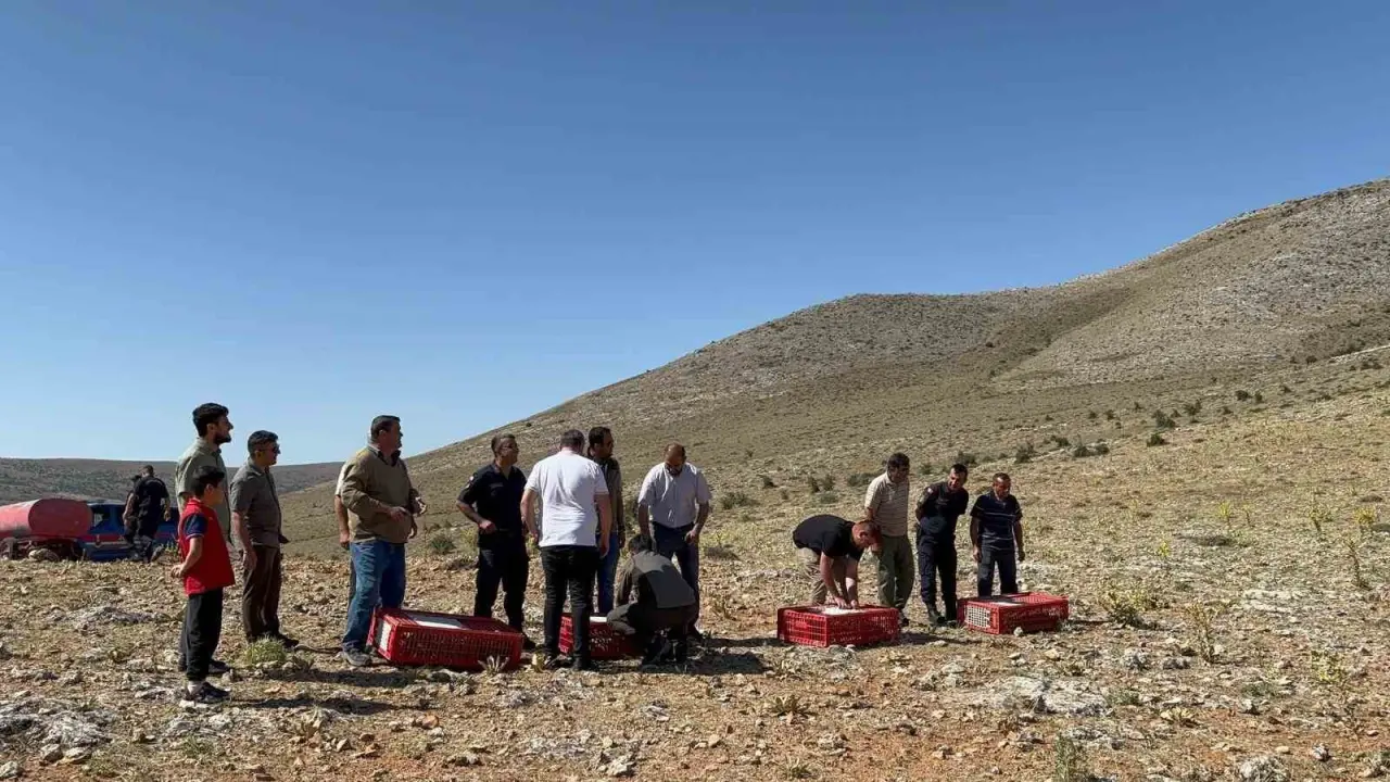 sune-bocegiyle-mucadele-icin-arayit-dagina-500-keklik-salindi