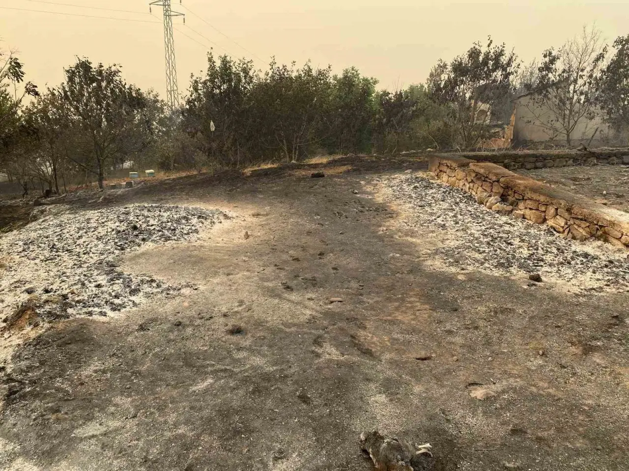 bilecikteki-orman-yangininda-bir-koy-kul-oldu