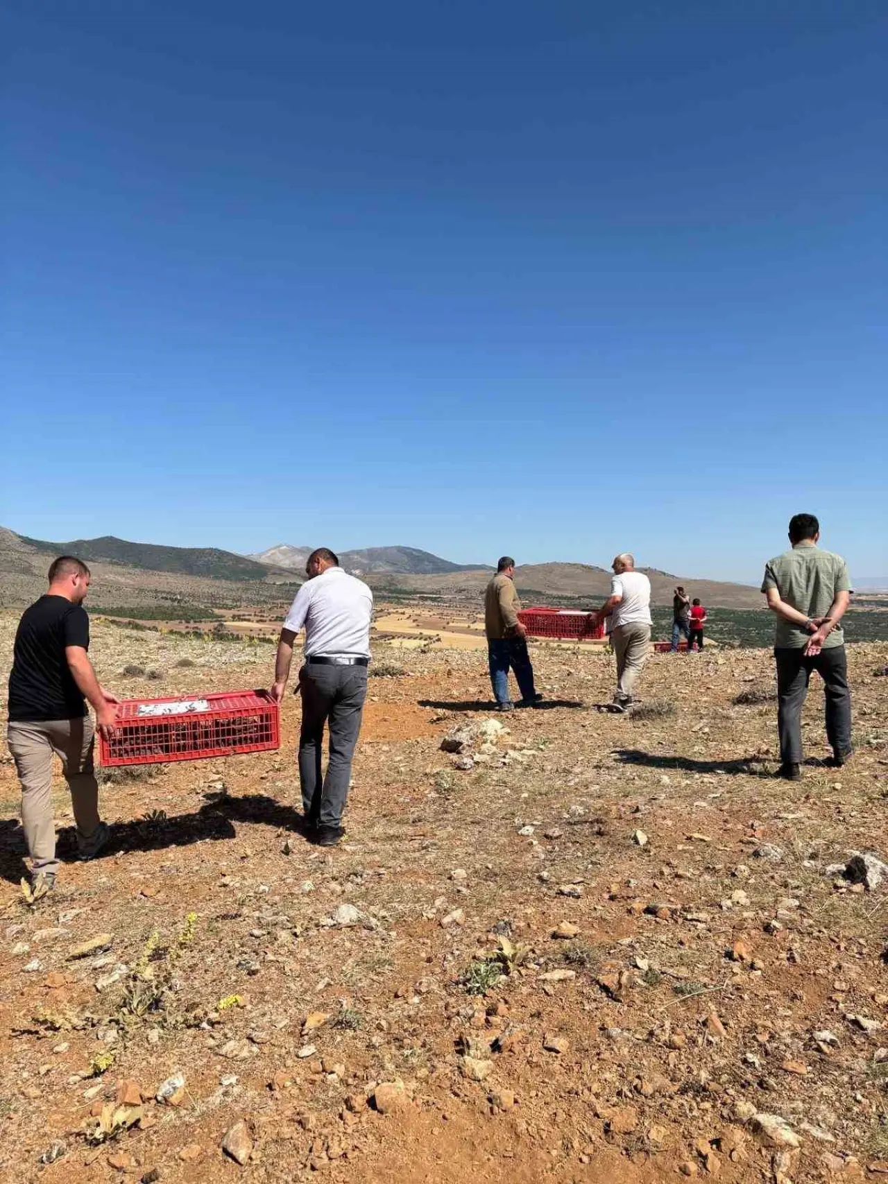 sune-bocegiyle-mucadele-icin-arayit-dagina-500-keklik-salindi