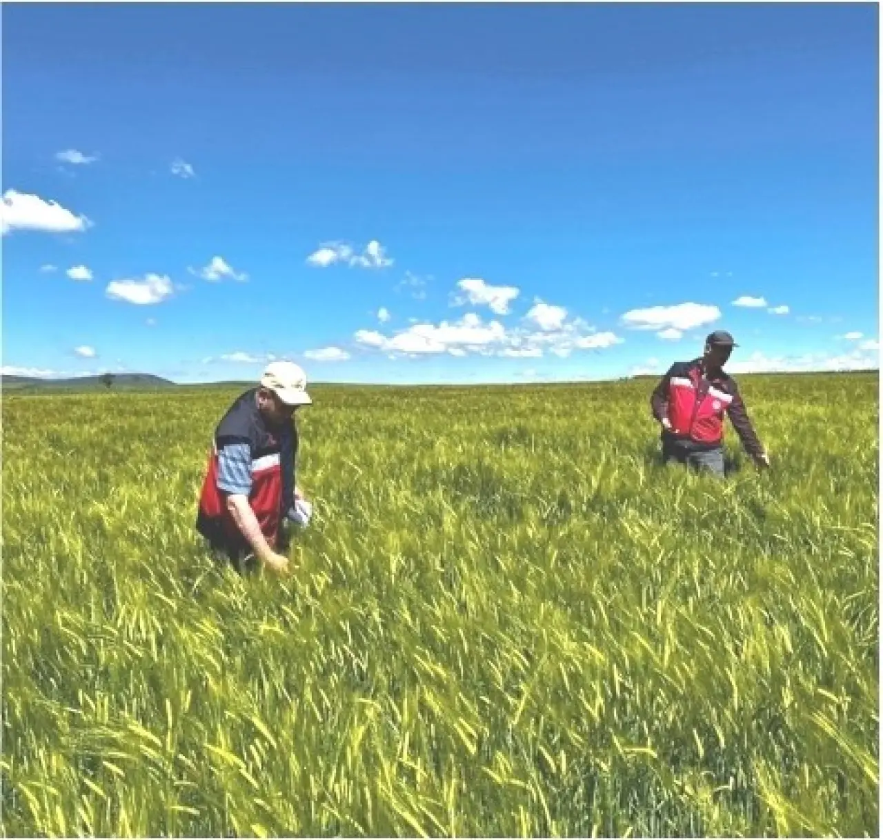 kutahyada-sertifikali-arpalarin-tarla-kontrolleri-yapildi