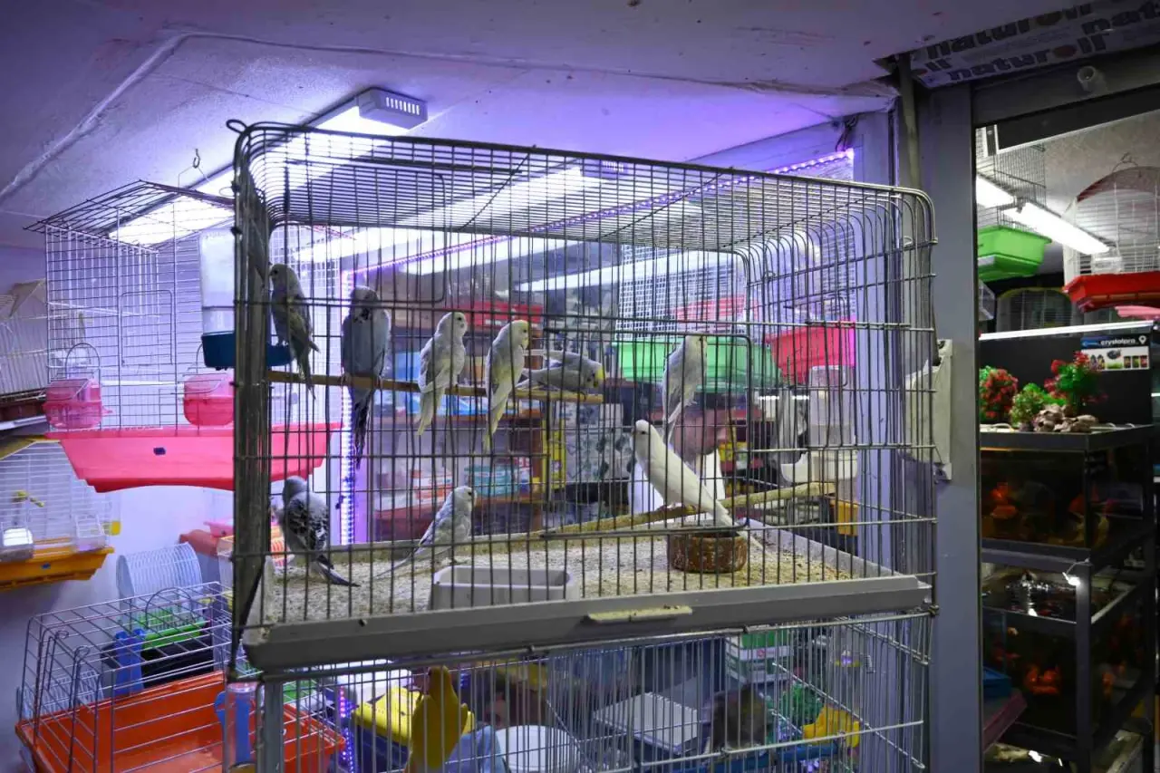 yaz-sicaklarinda-evlerde-balik-ve-kus-bakimi