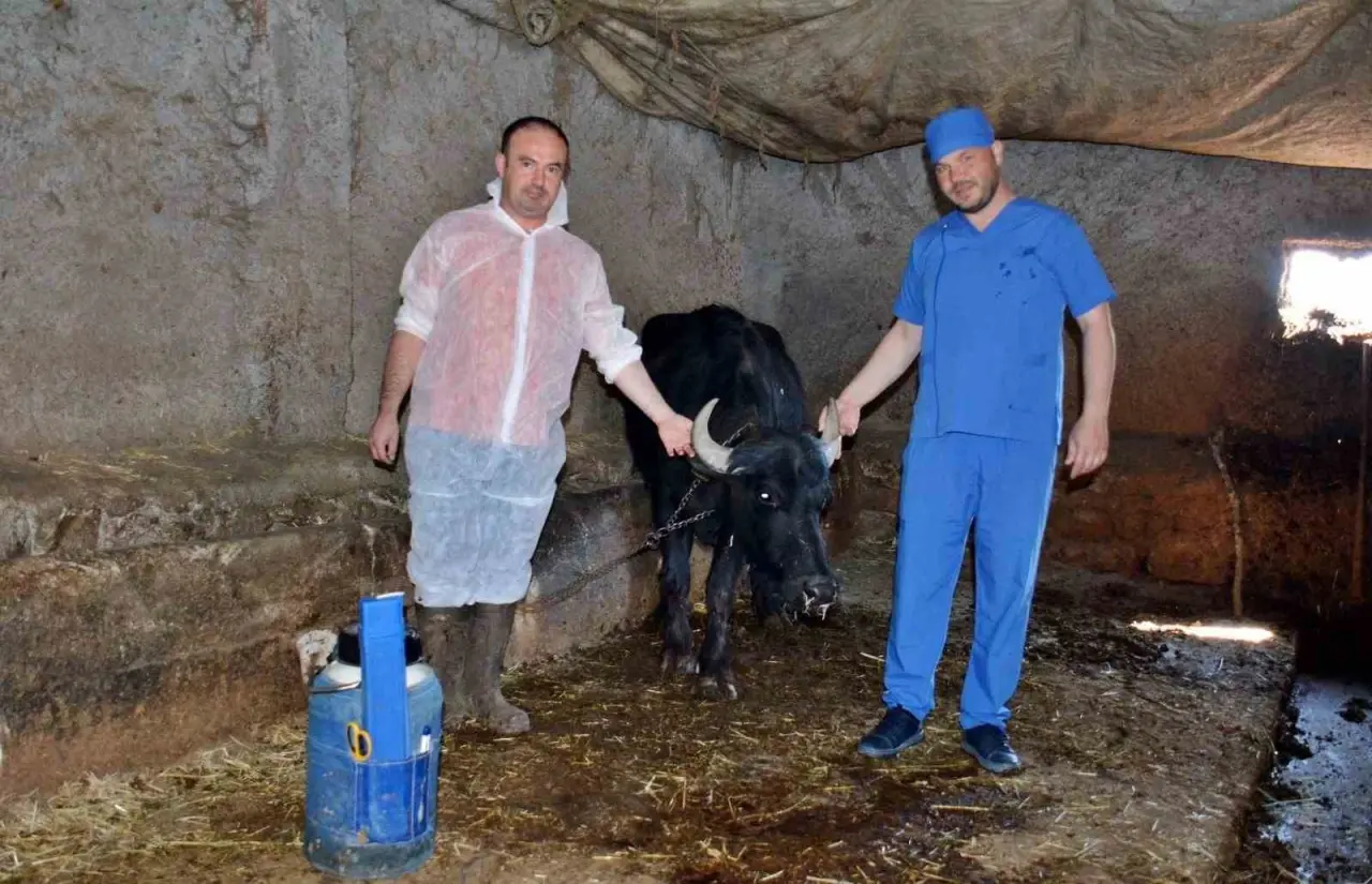 kutahyada-manda-islahi-projesi-uygulamaya-gecti