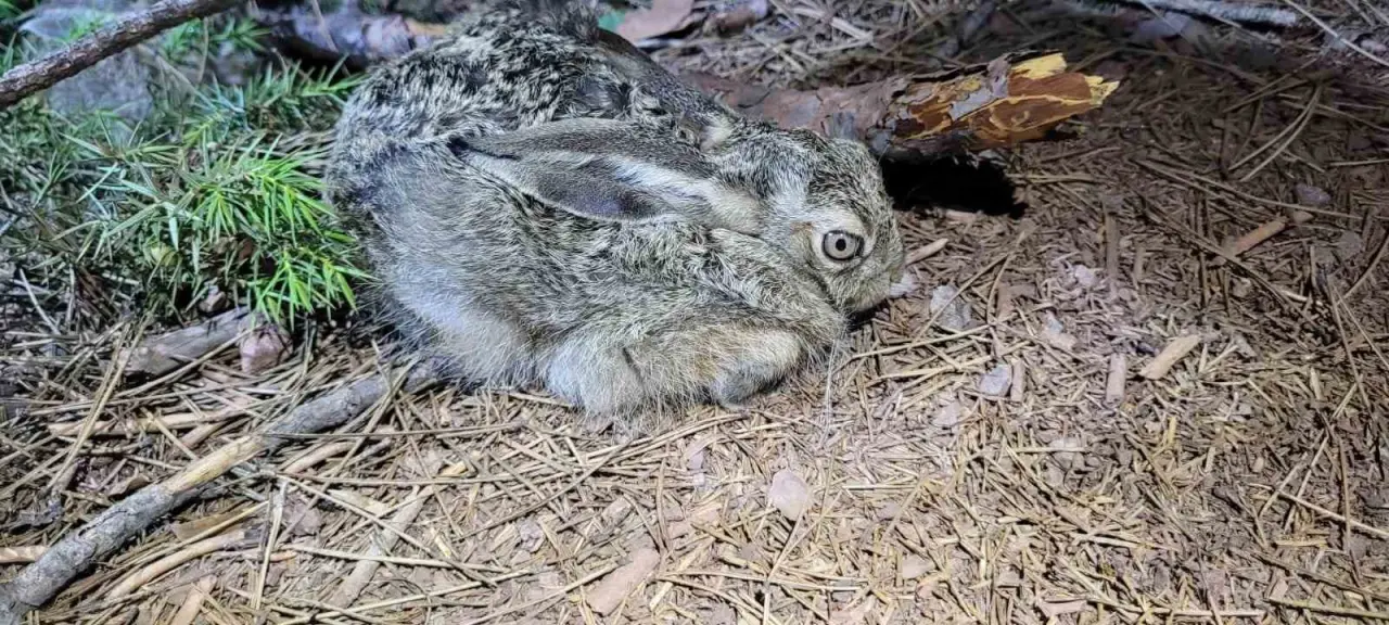 kent-ormani-yuruyusunde-sira-disi-karsilasma