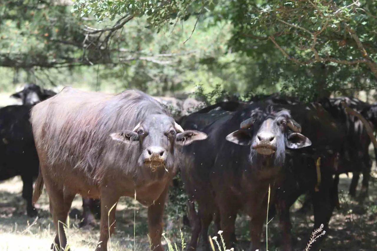 ozel-boynuzlari-kalp-seklinde-olan-manda-dikkat-cekiyor