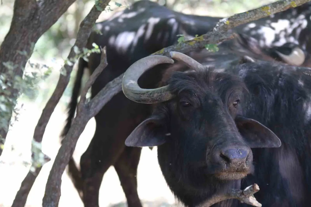 ozel-boynuzlari-kalp-seklinde-olan-manda-dikkat-cekiyor