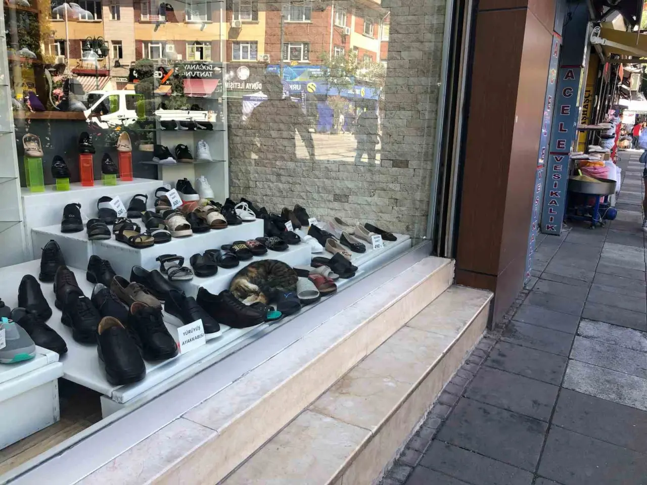 sicaktan-bunalan-kedinin-cozumu-gorenlerin-icini-isitti