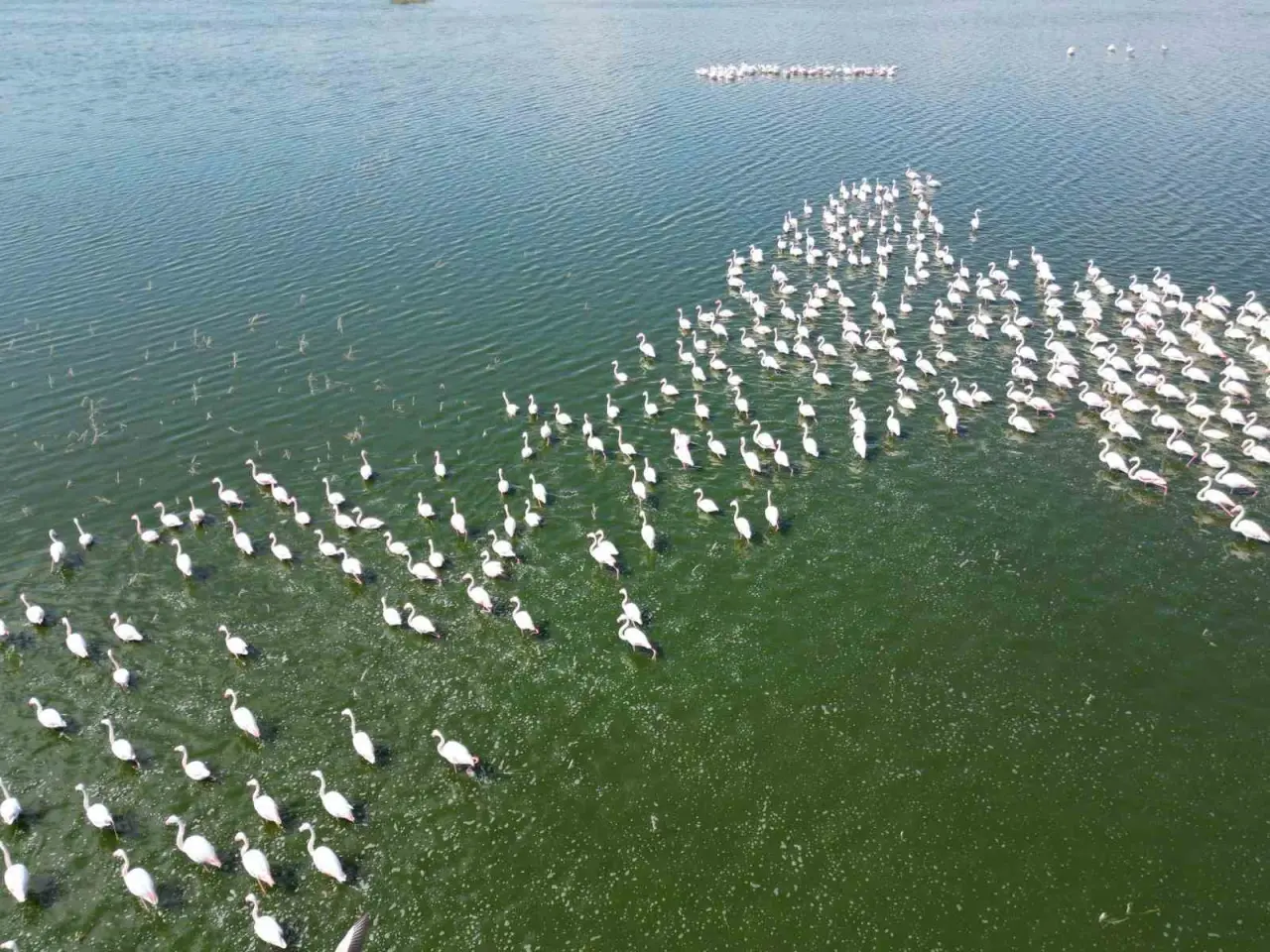 eber-golunun-gecici-ev-sahipleri-alli-turnalar-havadan-goruntulendi