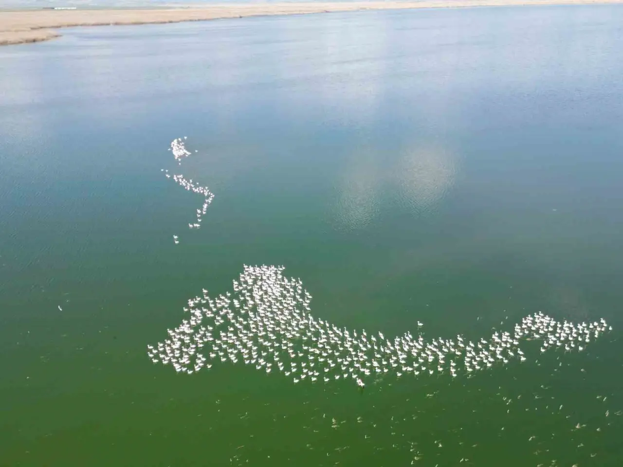 eber-golunun-gecici-ev-sahipleri-alli-turnalar-havadan-goruntulendi