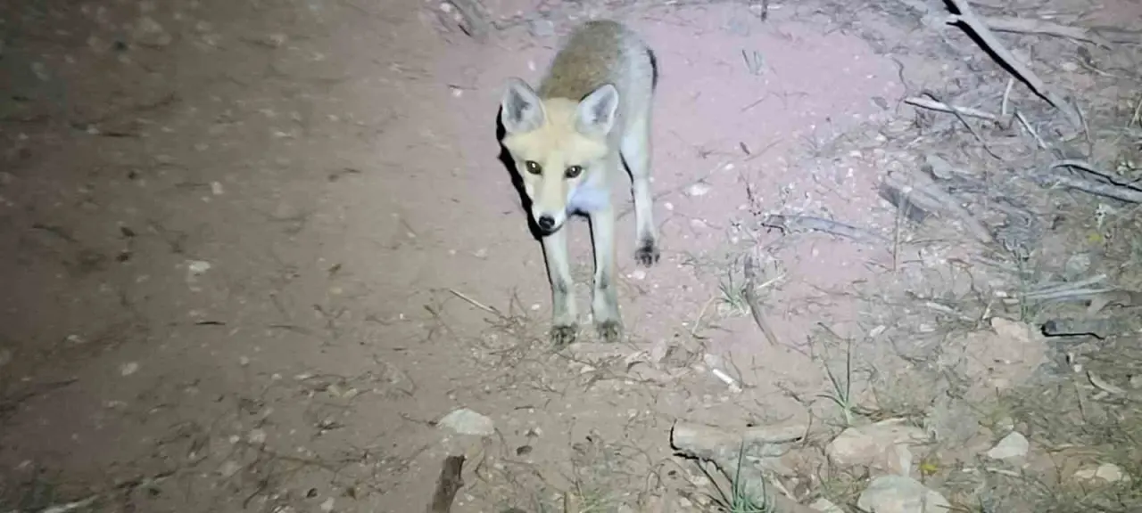 kent-ormani-yuruyusunde-sira-disi-karsilasma