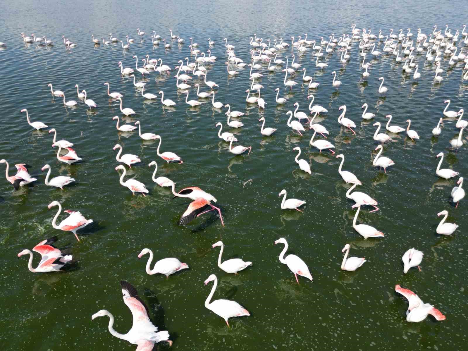 eber-golunun-gecici-ev-sahipleri-alli-turnalar-havadan-goruntulendi