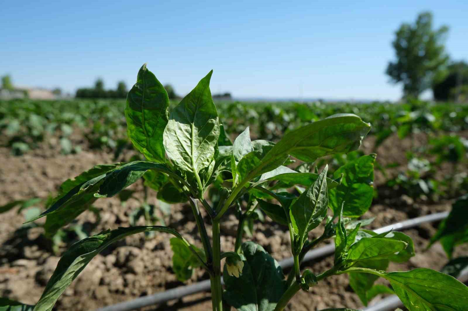eskisehir-topraklarinda-donusum-basladi