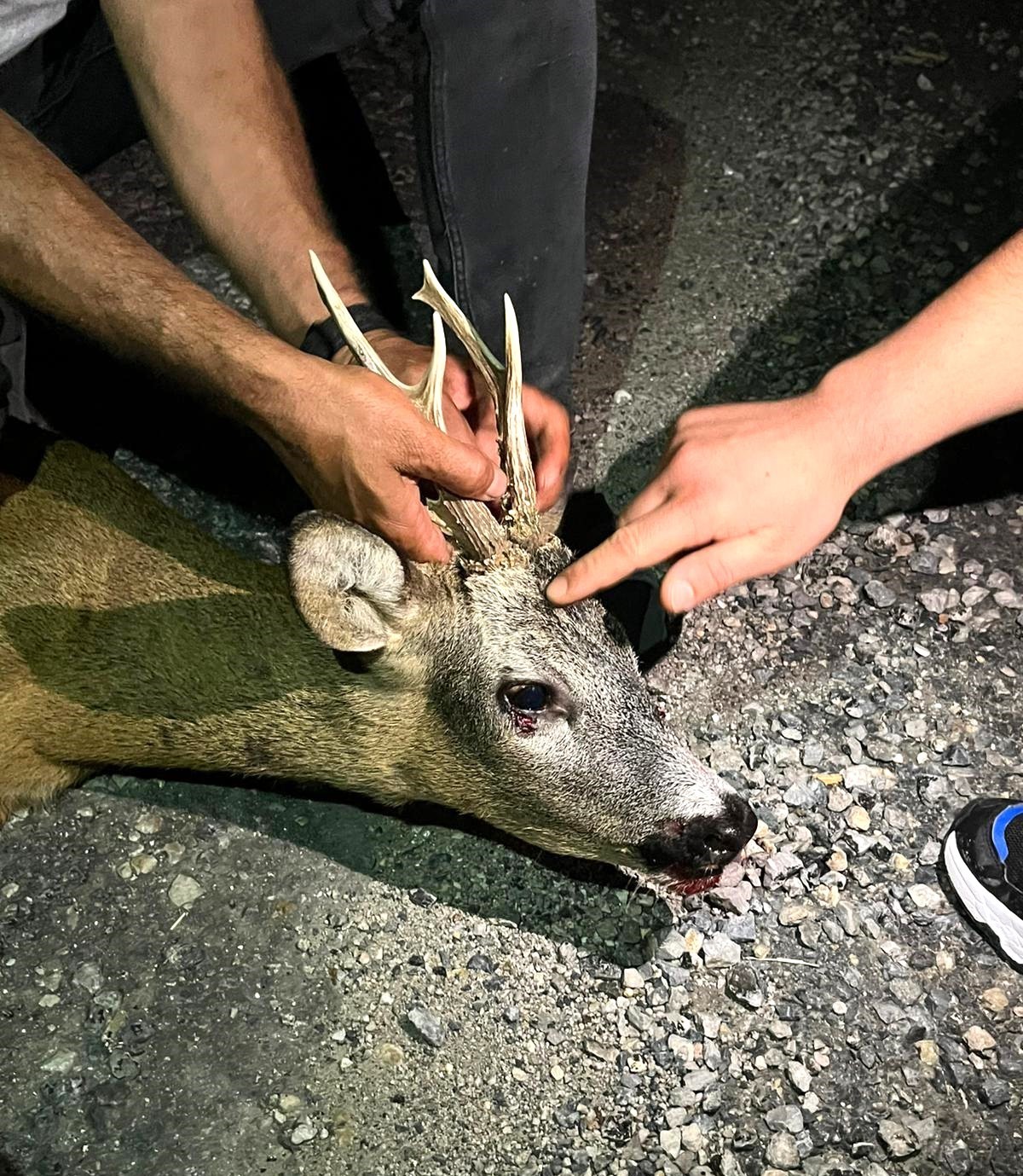 kutahyada-yarali-karaca-tedavi-altina-alindi