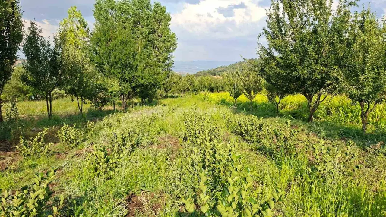 hisarcikli-ciftcinin-deneme-amaciyla-diktigi-aronyalar-ilk-meyvelerini-verdi