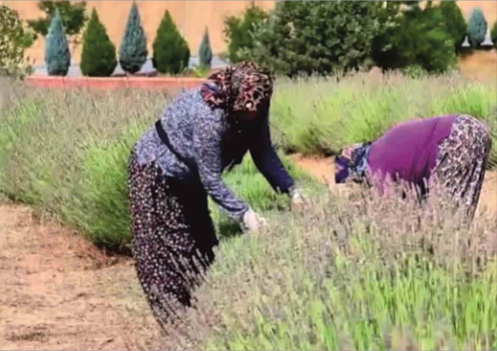 gedizde-lavanta-hasadi-basladi