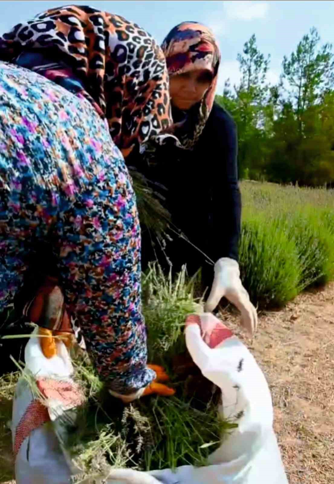 gedizde-lavanta-hasadi-basladi