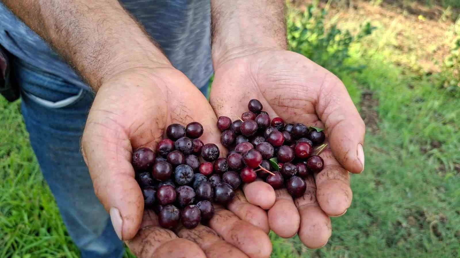 hisarcikli-ciftcinin-deneme-amaciyla-diktigi-aronyalar-ilk-meyvelerini-verdi