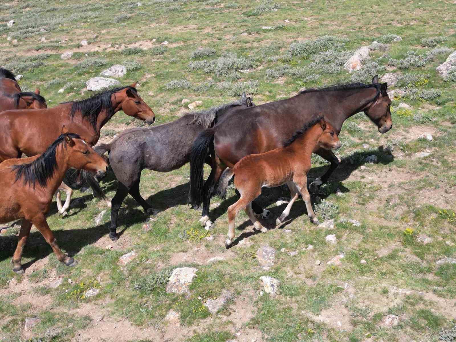 yilki-atlari-dogal-yasam-ortamlarinda-havadan-goruntulendi