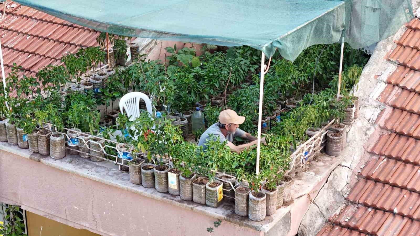 18-metrekarelik-terasini-200-fideyle-bahceye-cevirdi-8-saatini-burada-harciyor