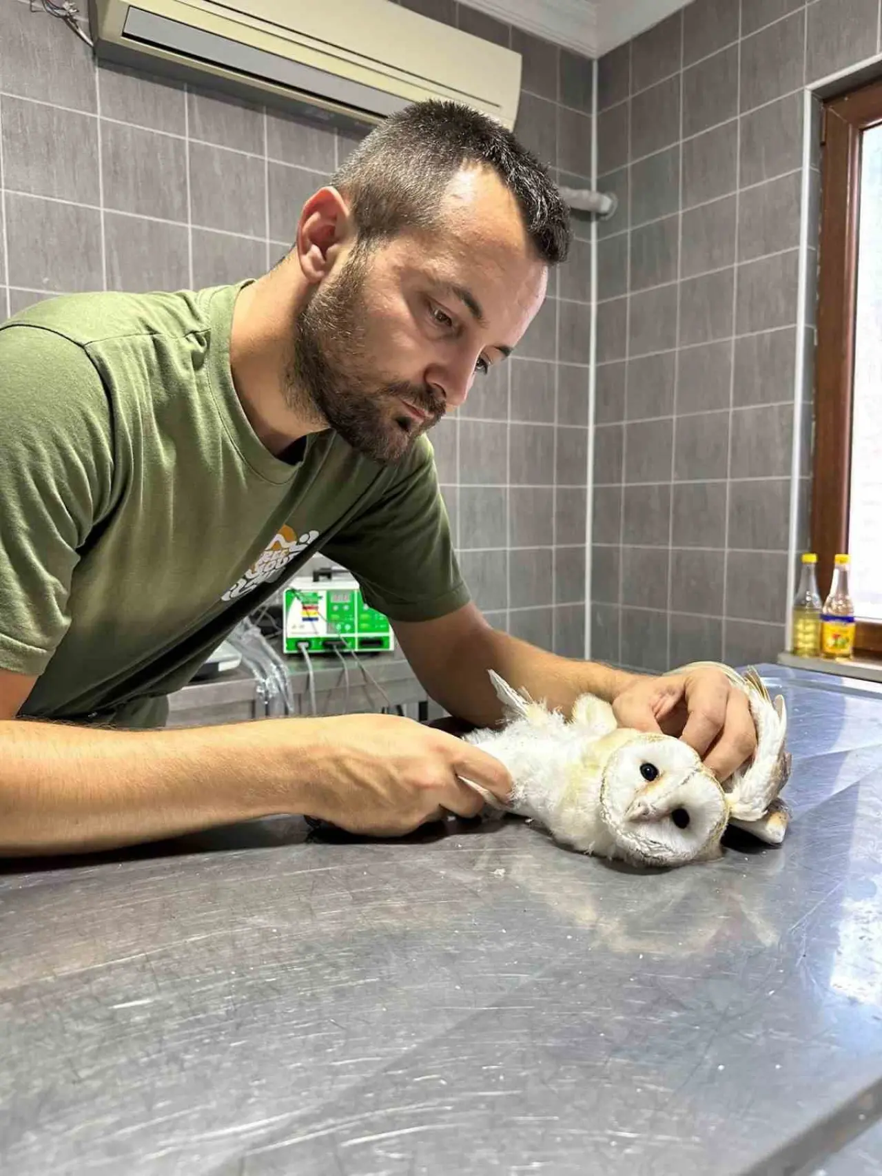 bilecikte-yarali-halde-bulunan-peceli-baykus-tedavisinin-ardindan-dogaya-birakildi