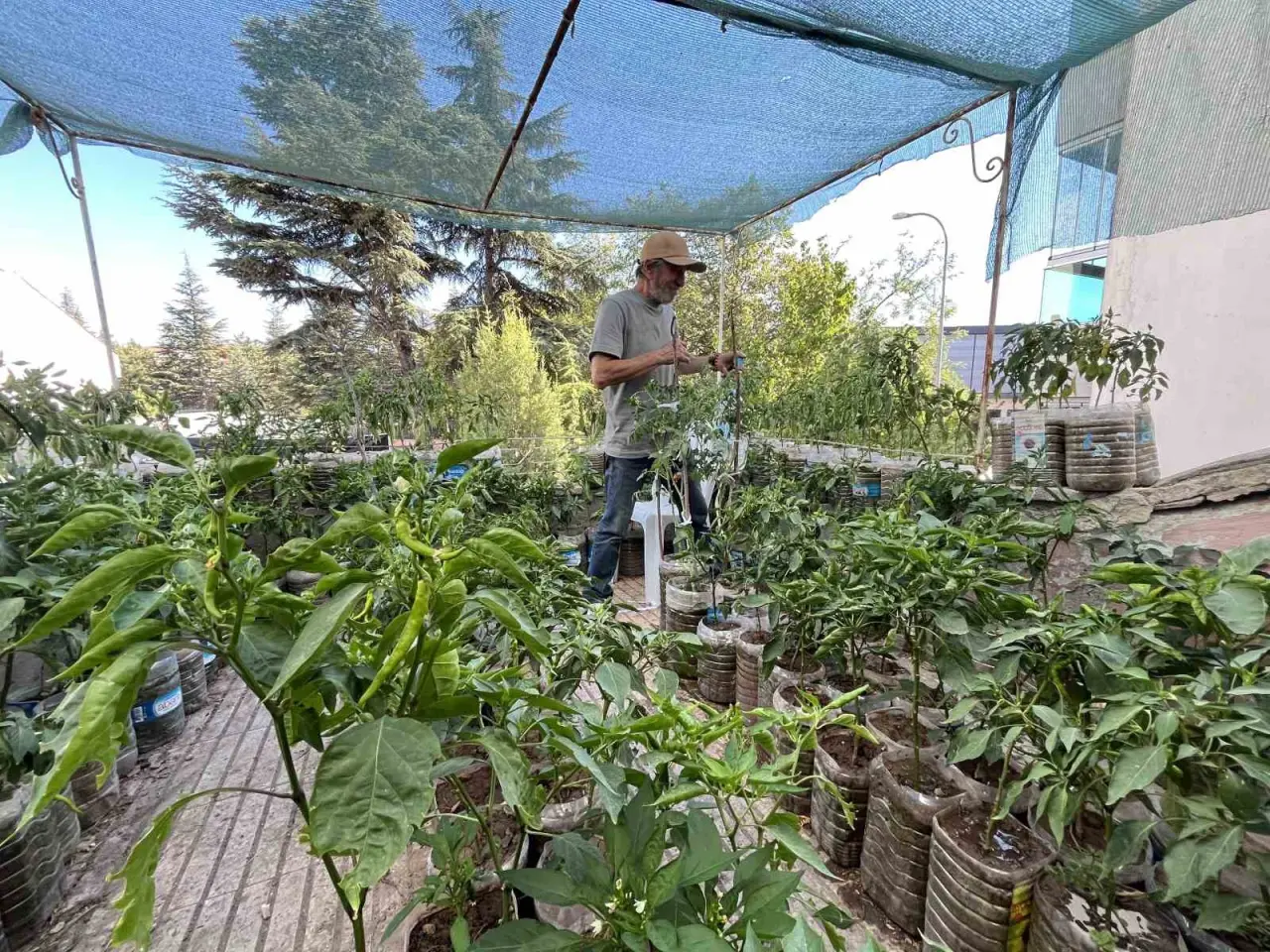 18-metrekarelik-terasini-200-fideyle-bahceye-cevirdi-8-saatini-burada-harciyor