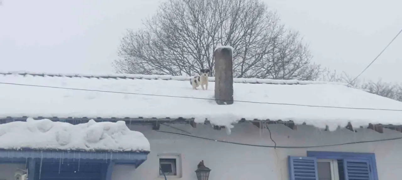 karla-kapli-catida-mahsur-kalan-minik-kopek-kurtarildi