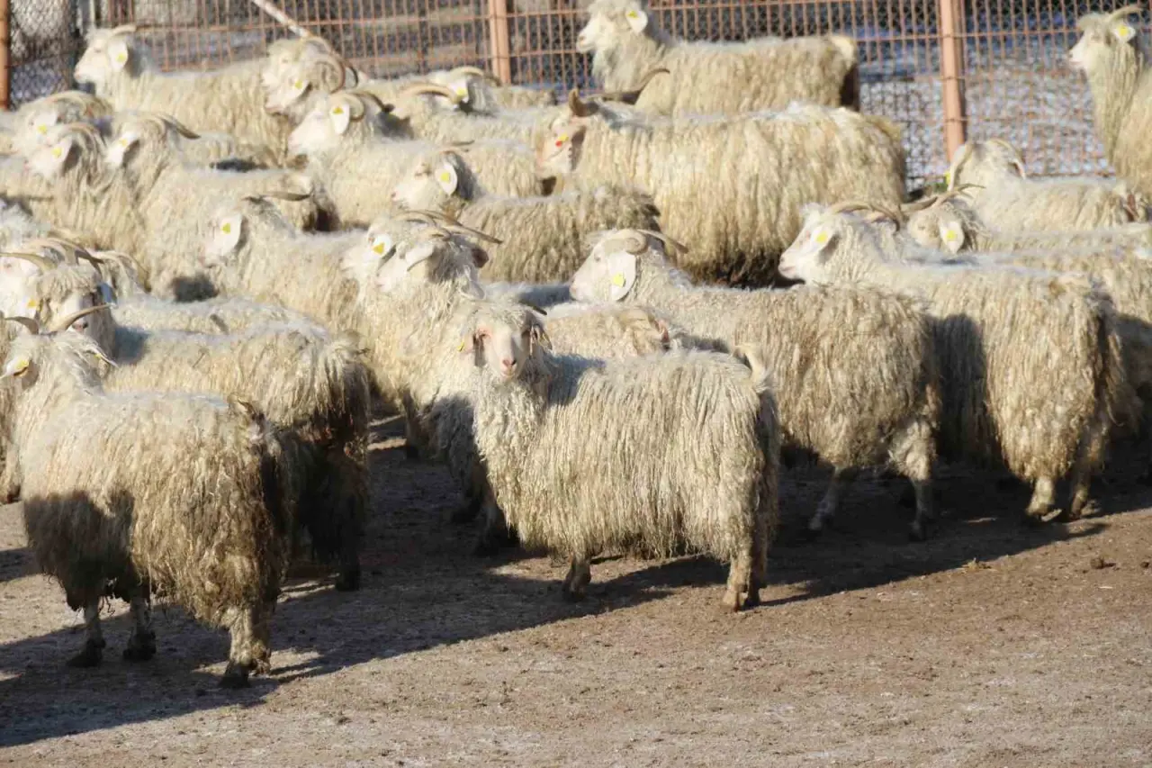 nesli-tukenme-tehlikesi-altinda-olan-bin-200-ankara-kecisine-gozleri-gibi-bakiyorlar