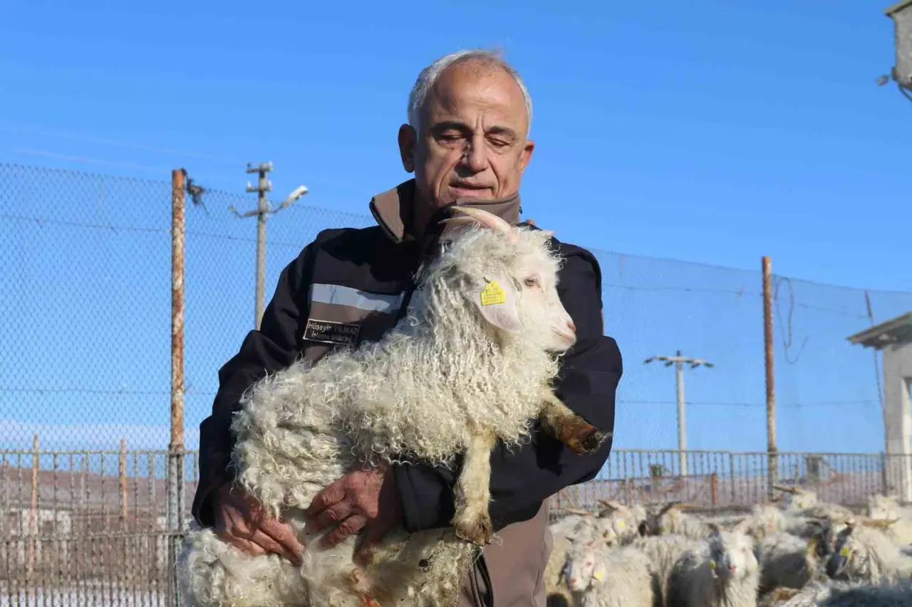 nesli-tukenme-tehlikesi-altinda-olan-bin-200-ankara-kecisine-gozleri-gibi-bakiyorlar