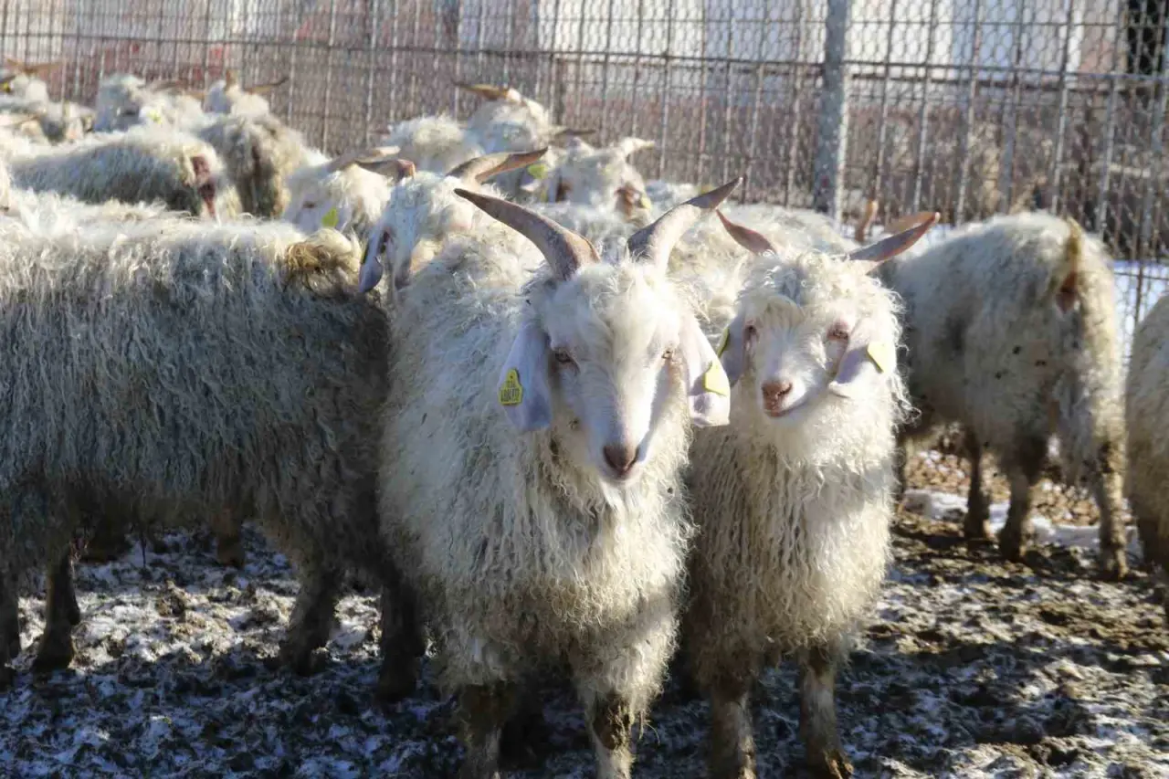 nesli-tukenme-tehlikesi-altinda-olan-bin-200-ankara-kecisine-gozleri-gibi-bakiyorlar