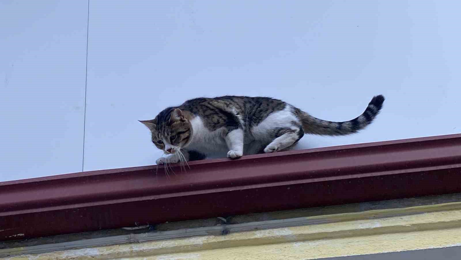 catida-mahsur-kalmis-gibi-bagirip-genclerle-oynayan-kedi-yine-aynisini-yapti