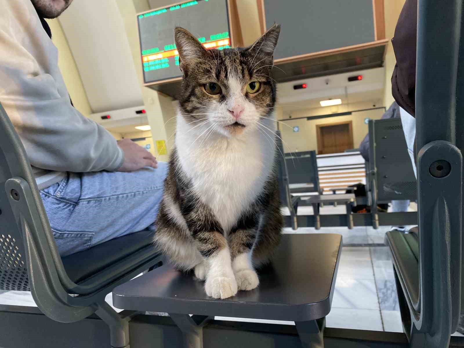 catida-mahsur-kalmis-gibi-bagirip-genclerle-oynayan-kedi-yine-aynisini-yapti