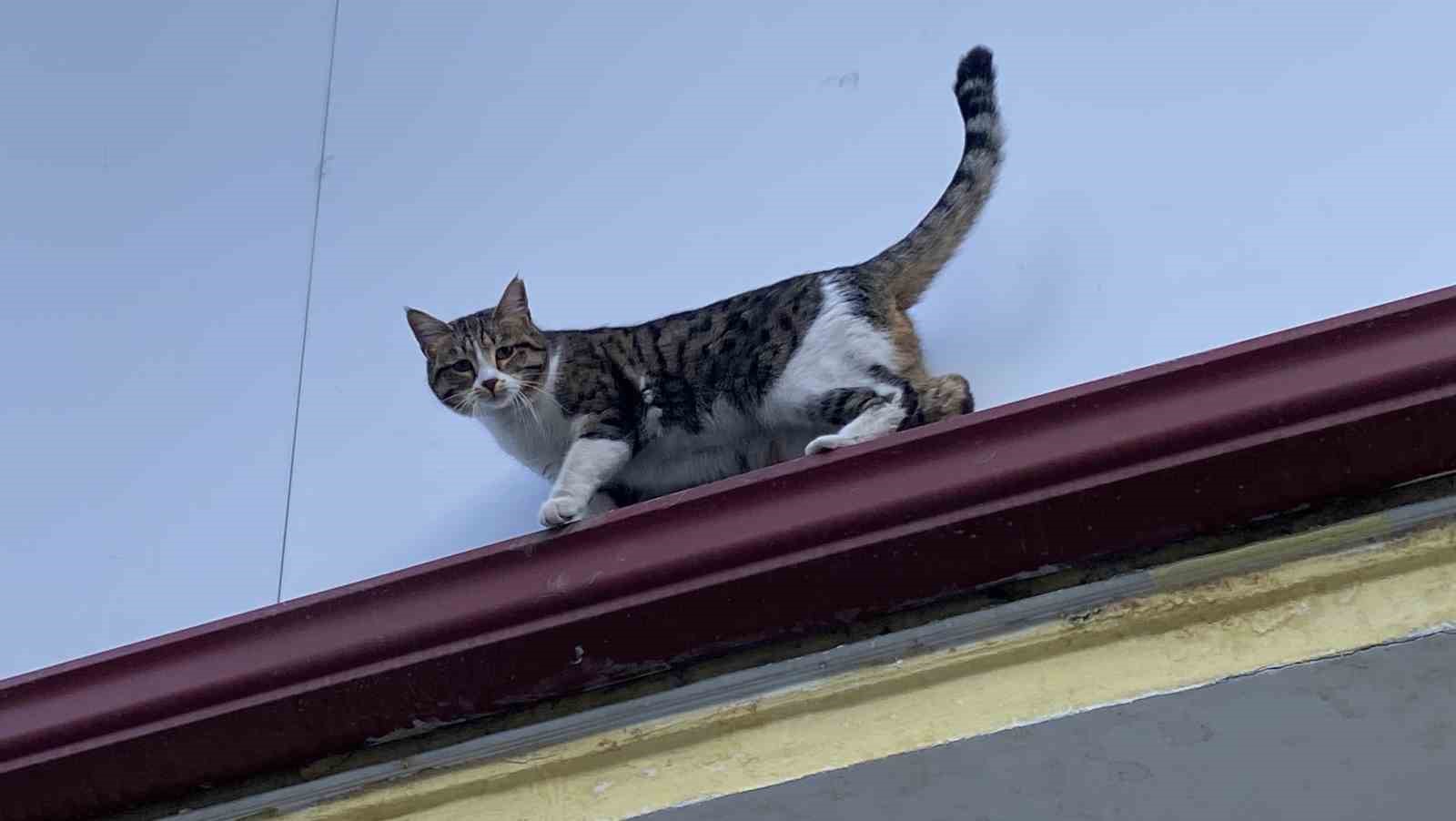 catida-mahsur-kalmis-gibi-bagirip-genclerle-oynayan-kedi-yine-aynisini-yapti