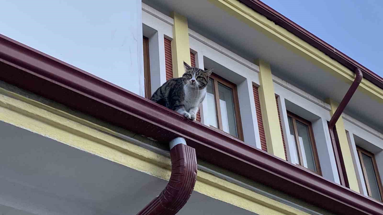 catida-mahsur-kalmis-gibi-bagirip-genclerle-oynayan-kedi-yine-aynisini-yapti