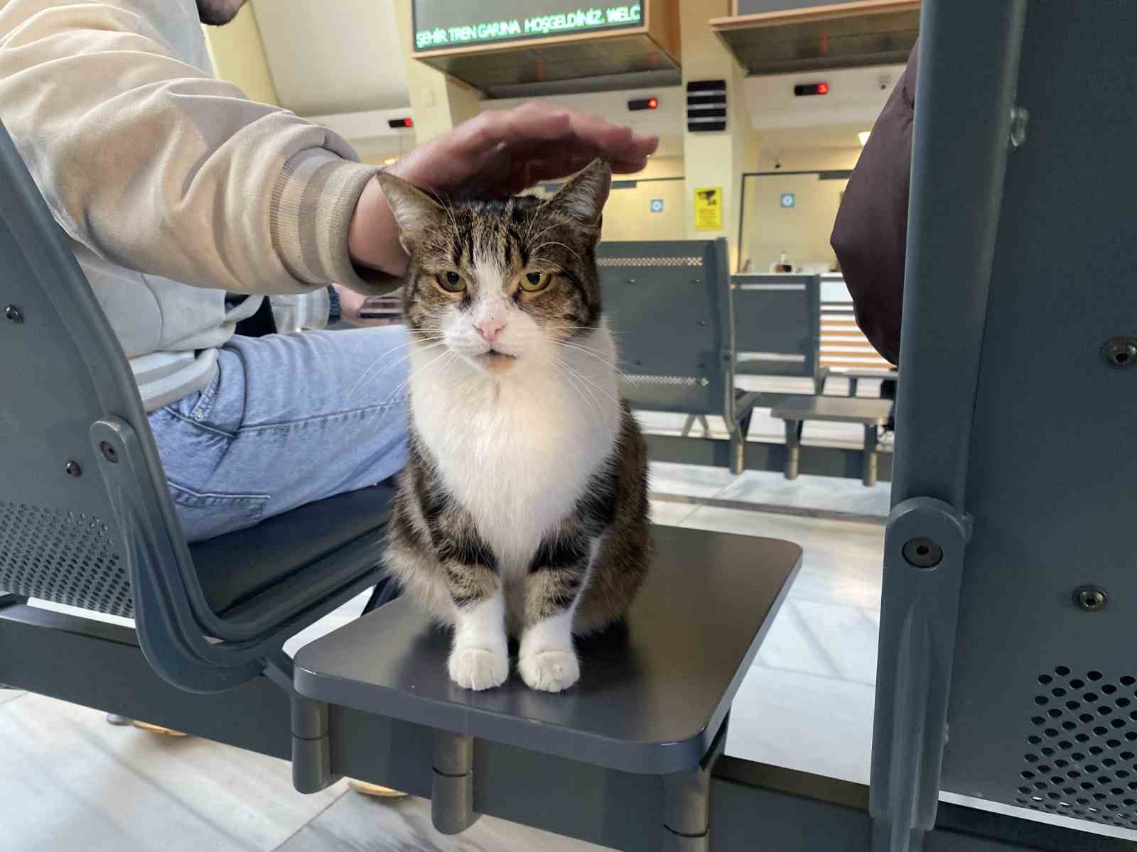 catida-mahsur-kalmis-gibi-bagirip-genclerle-oynayan-kedi-yine-aynisini-yapti