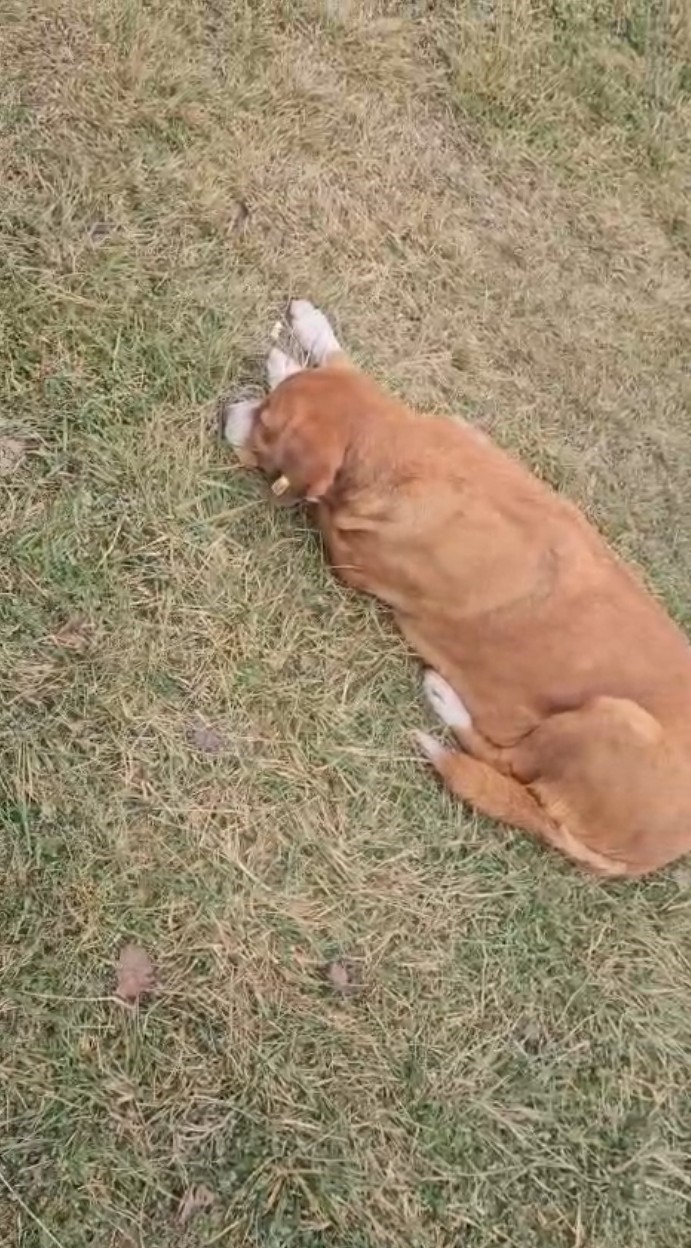 hayvansever-kadin-ile-belediye-personeli-arasinda-kopek-tartismasi