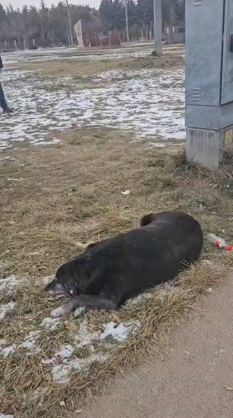 hayvansever-kadin-ile-belediye-personeli-arasinda-kopek-tartismasi