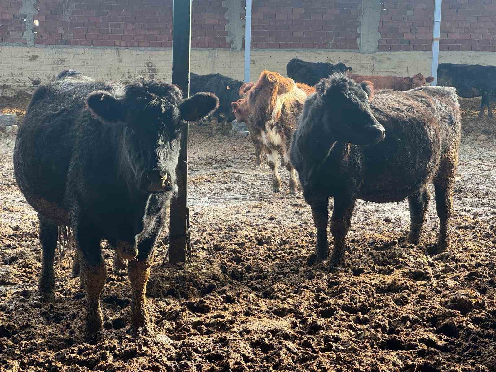 kutahyada-teslim-edilen-buyukbas-hayvanlarin-kontrol-ve-muayeneleri-yapildi