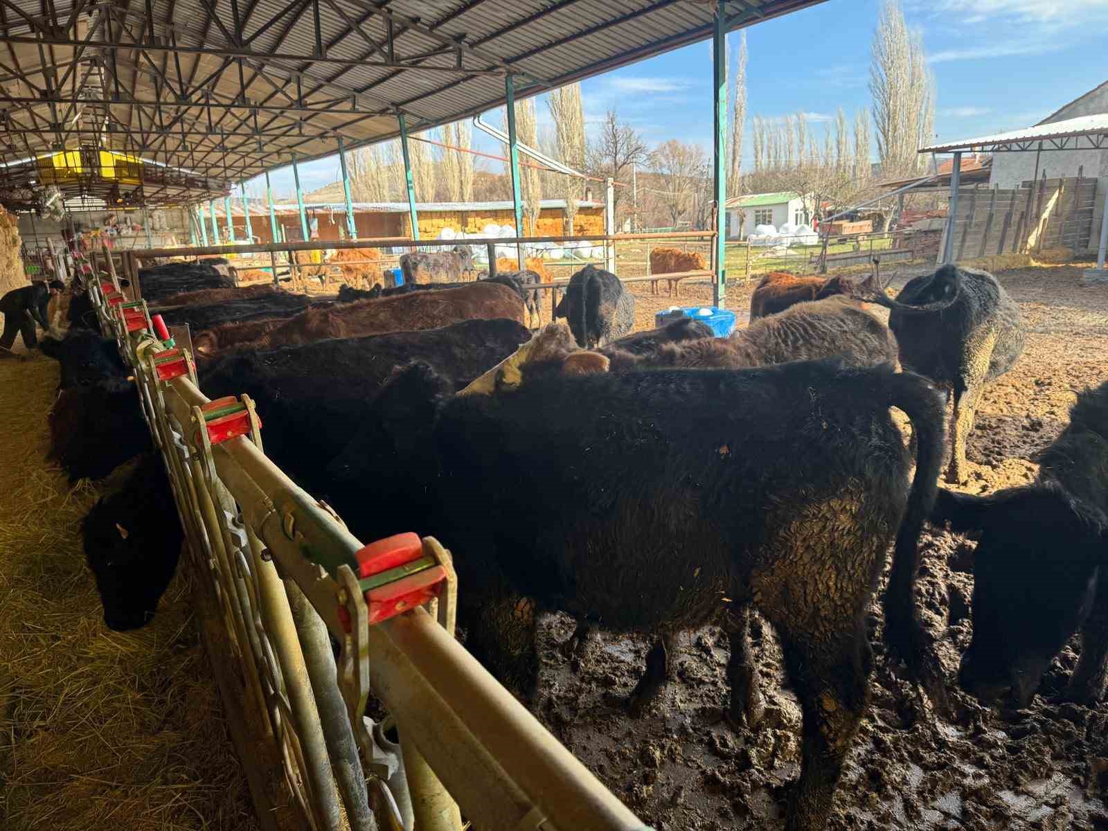 kutahyada-teslim-edilen-buyukbas-hayvanlarin-kontrol-ve-muayeneleri-yapildi